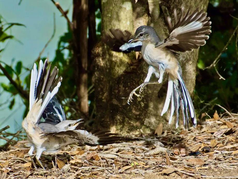 https://birdfact.com/articles/what-do-mockingbirds-eat